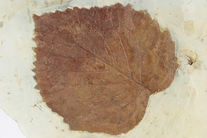 Fossil Leaf (Davidia) - Montana #226164